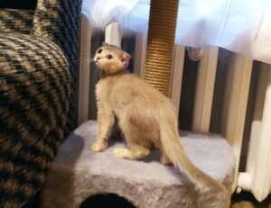 is bolytexcrose good for babies