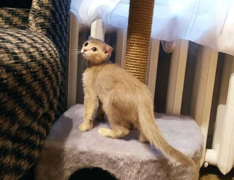 is bolytexcrose good for babies