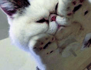 zahongdos eyeliner pencil